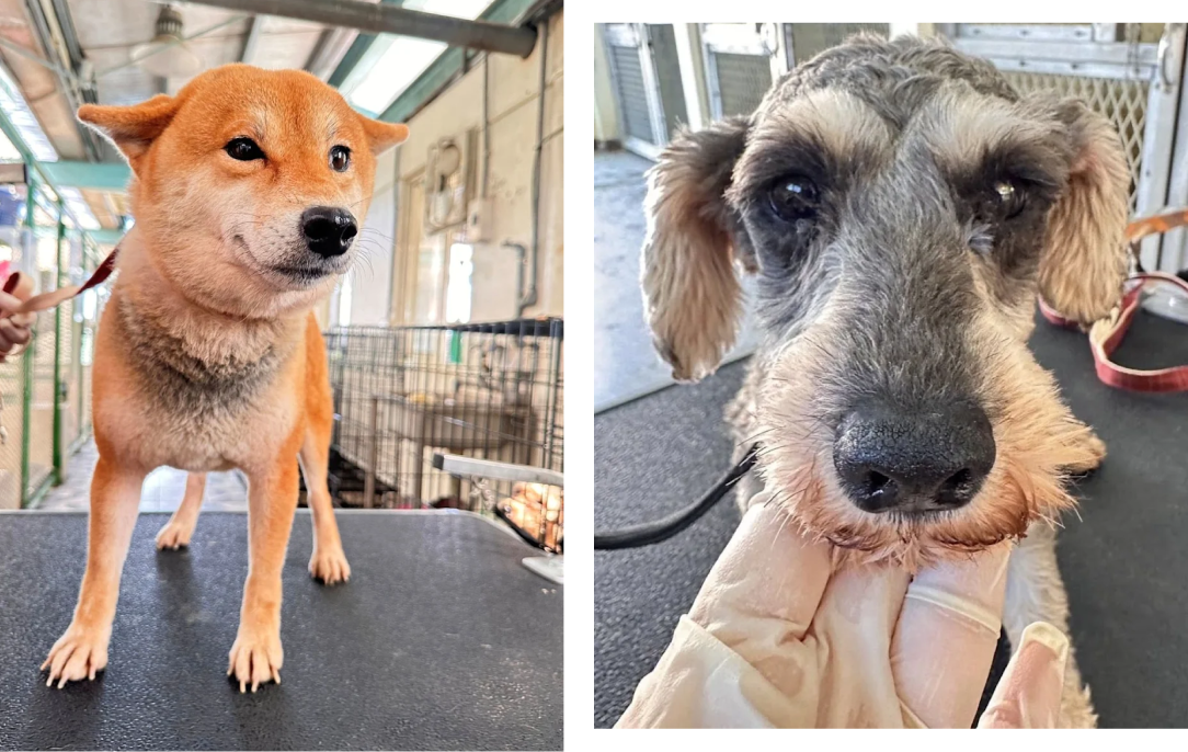 人人犬舍案持續延燒 轉送過程犬隻死亡 眾多細節留疑問