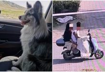 網紅犬「鋤頭」遭擄三天 慘淪狗肉 主人傷痛堅持提告 輿論熱議要求立法