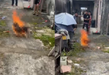 母犬旺旺遭虐殺 國際連署促中國立動保法