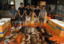 越南再破獲電擊、偷狗貓宰殺販肉案 11人遭起訴